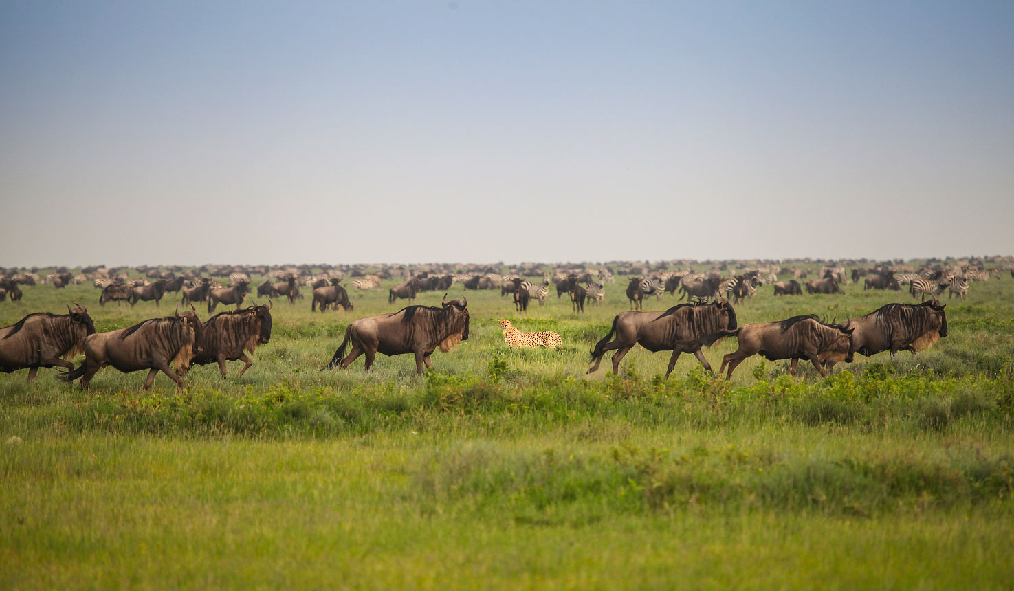 Spotting Wildlife in Mara on an ultimate East Africa Safari